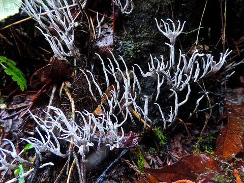 Image of Candle-snuff Fungus