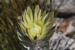 Image of Leucadendron bonum I. Williams