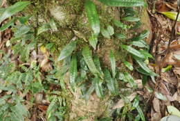 Image of Lemmaphyllum diversum (Rosenst.) Tag.