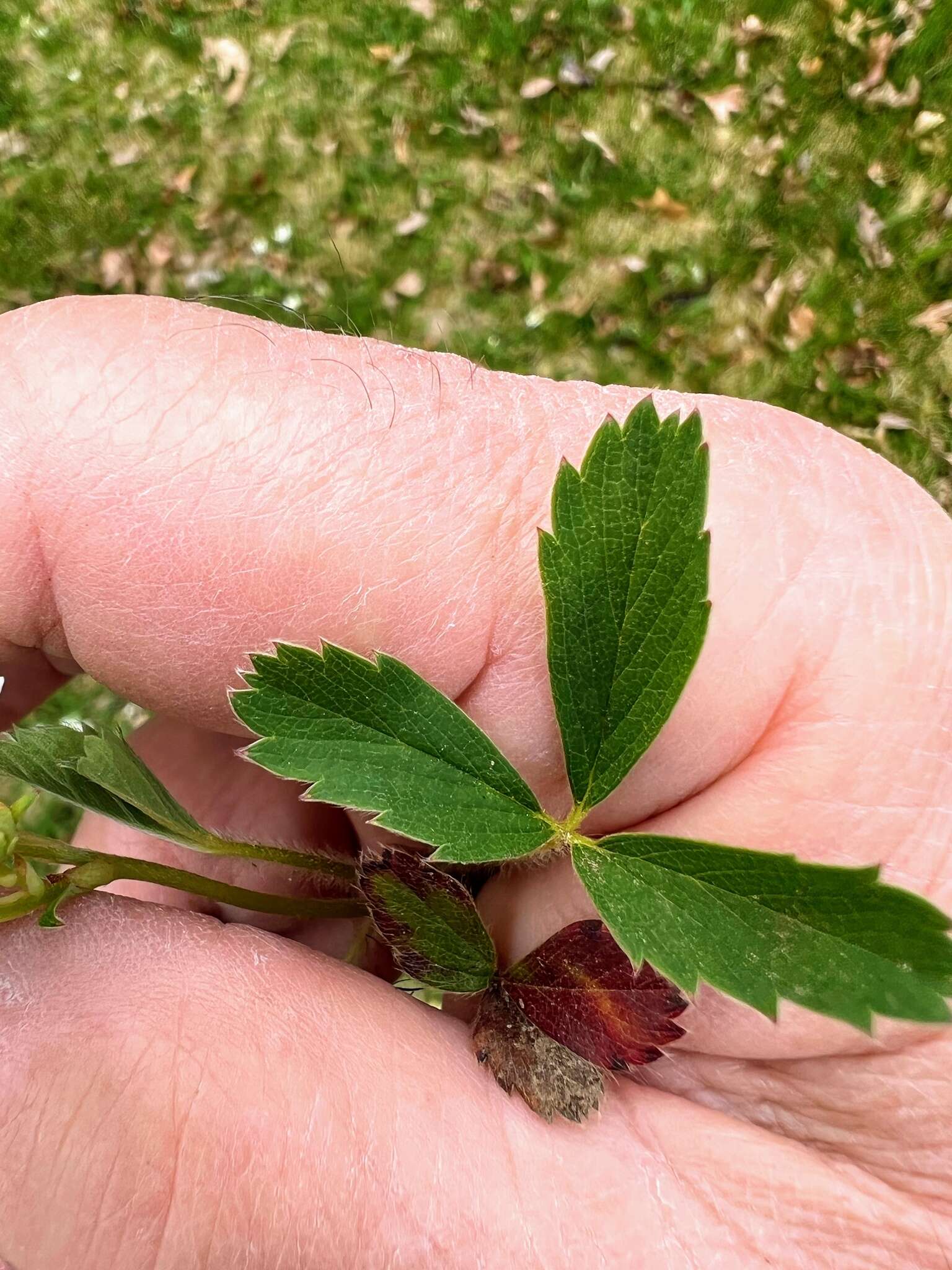 Слика од Fragaria virginiana subsp. virginiana