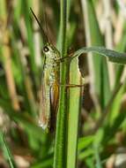 Plancia ëd Mecostethus parapleurus (Hagenbach 1822)