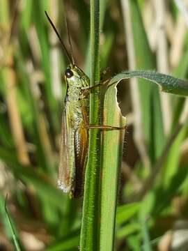 Plancia ëd Mecostethus parapleurus (Hagenbach 1822)