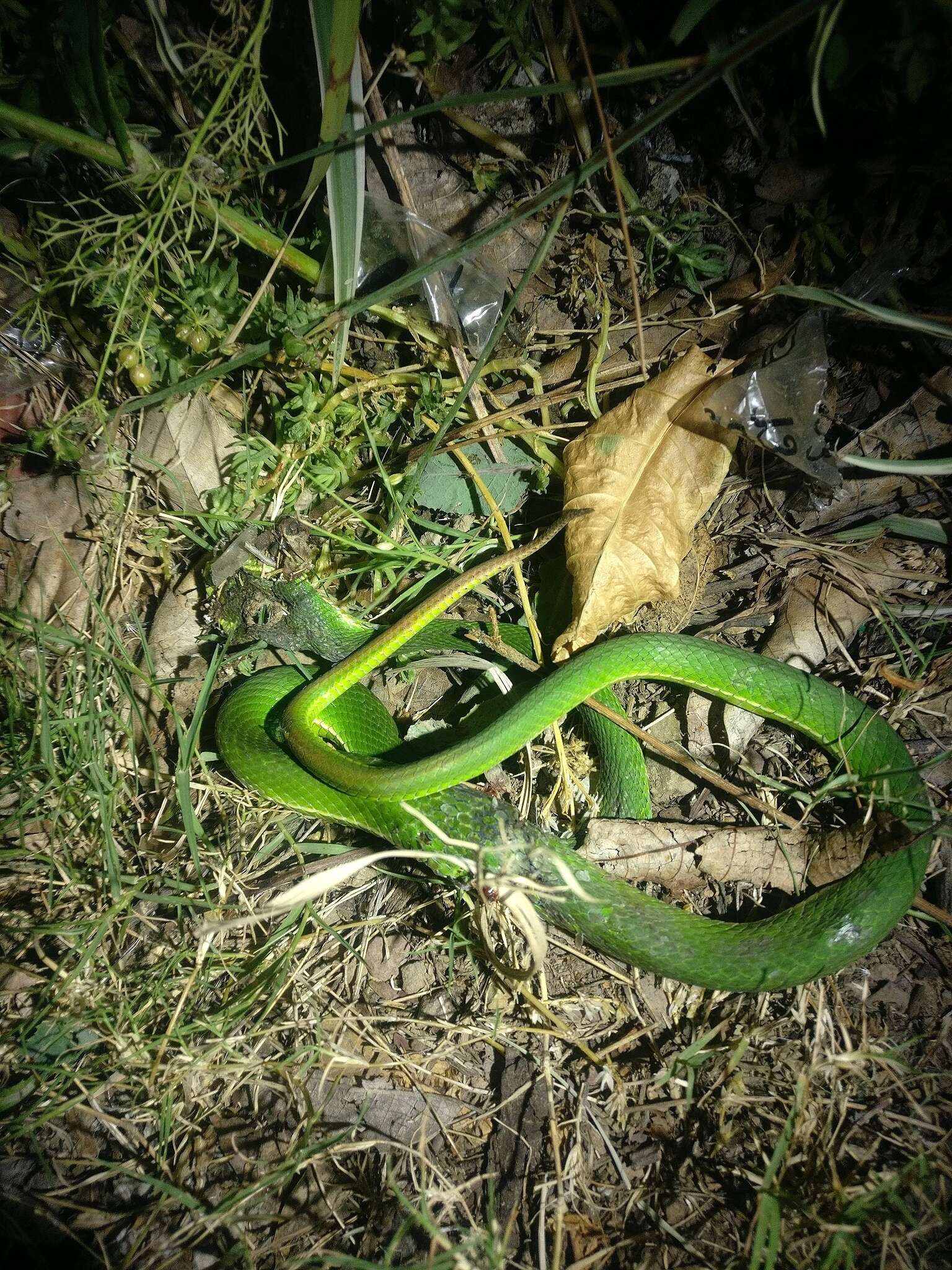 Image of Nepal pitviper