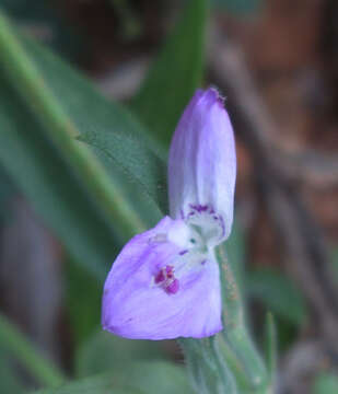 Image of Dicliptera transvaalensis C. B. CI.