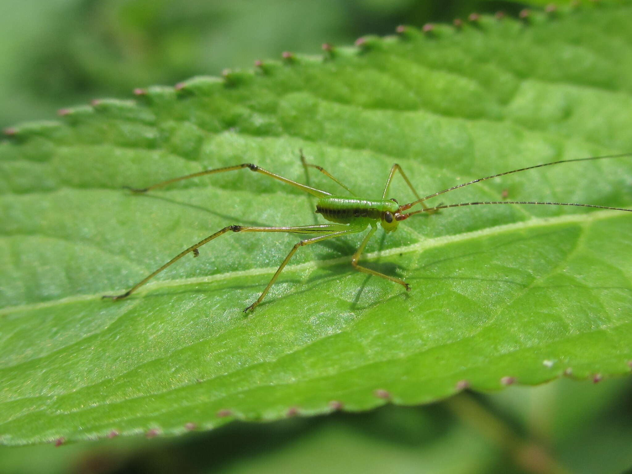 Image of Japanese broadwinged katydid