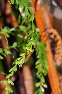 Image of Tmesipteris obliqua R. J. Chinnock