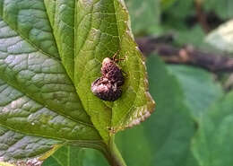 Image of Figwort weevil