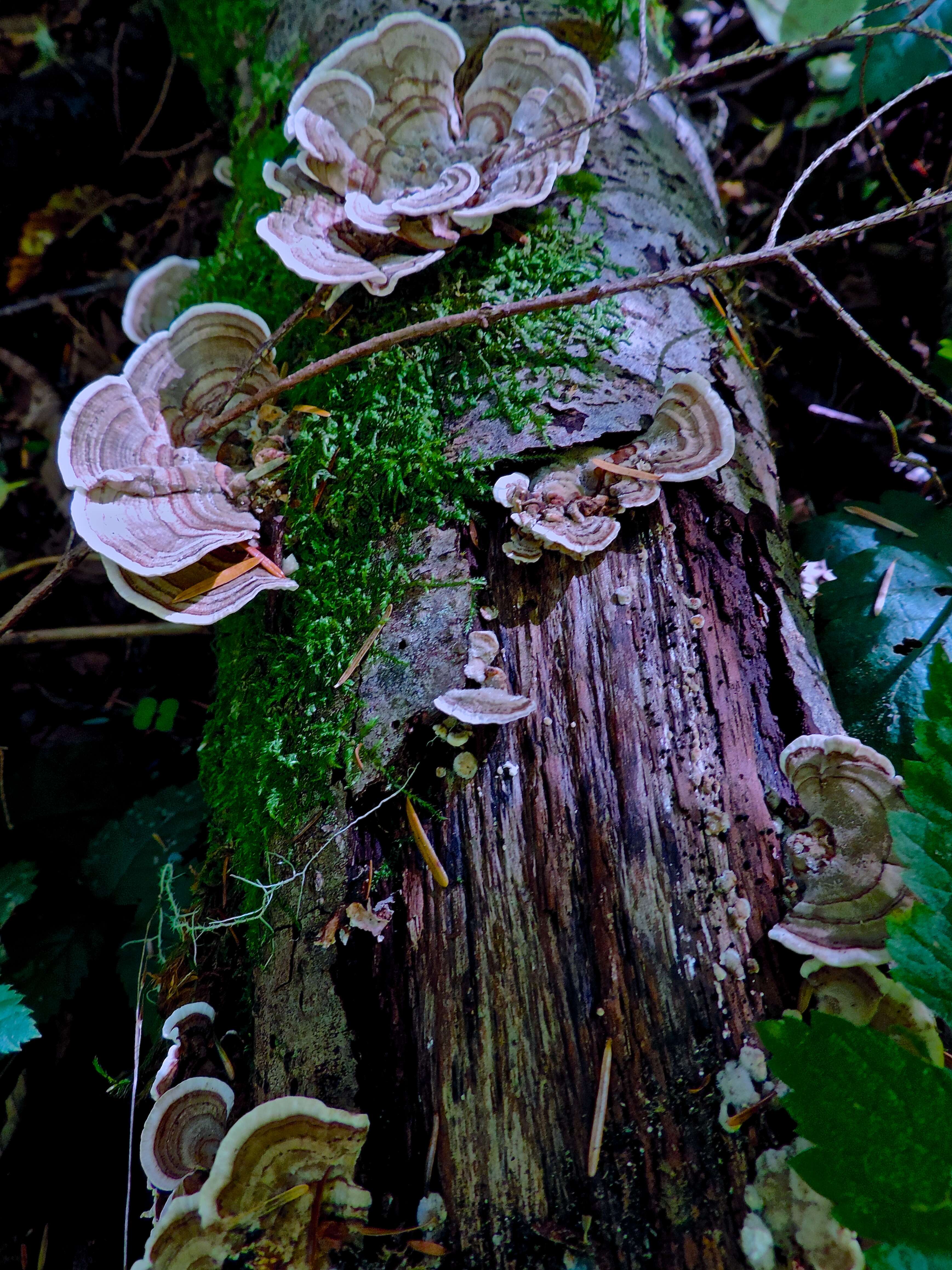 Image of Turkey Tail