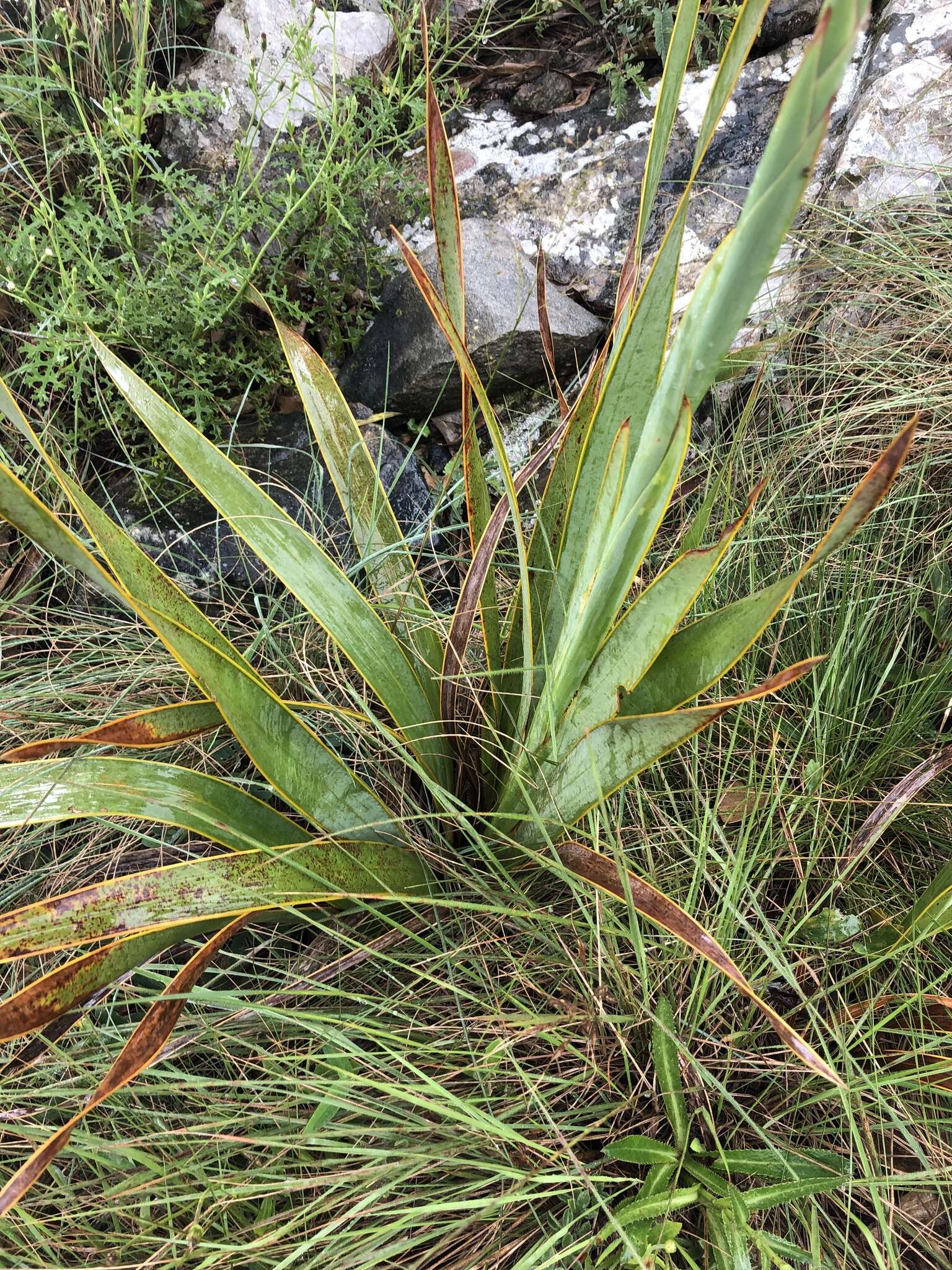 Imagem de Watsonia pulchra N. E. Br. ex Goldblatt