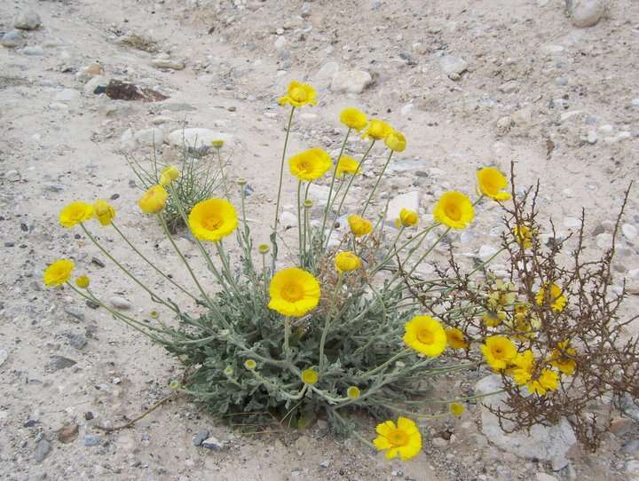 Image of desert marigold