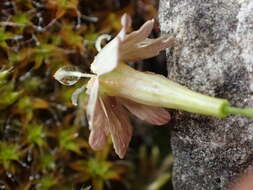 Image of Silene saxifraga L.