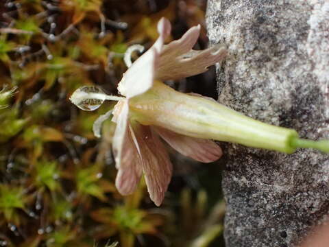 Image of Silene saxifraga L.