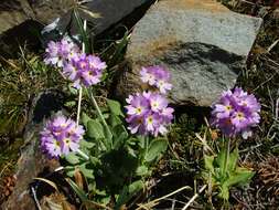 Image of Primula magellanica Lehm.