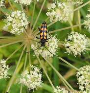 Image of Leptura quadrifasciata Linné 1758