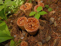 Image of Gomphus Leach ex Brewster 1815