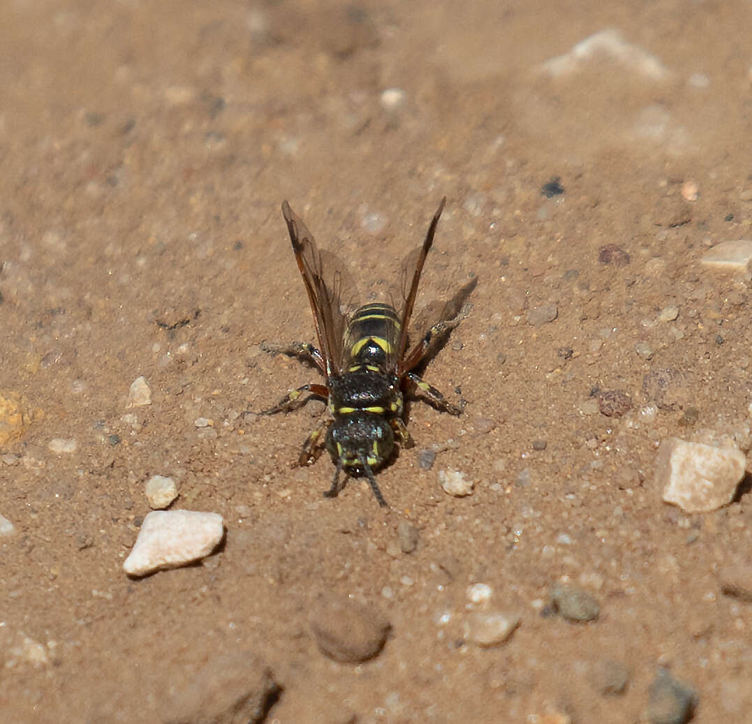 Image of Hoplisoides hamatus (Handlirsch 1888)