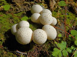 Imagem de Lycoperdon perlatum Pers. 1796