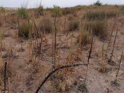 Oenothera stucchii Soldano resmi