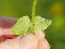 Image of field woundwort