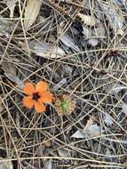 Image of Drosera hyperostigma N. Marchant & Lowrie