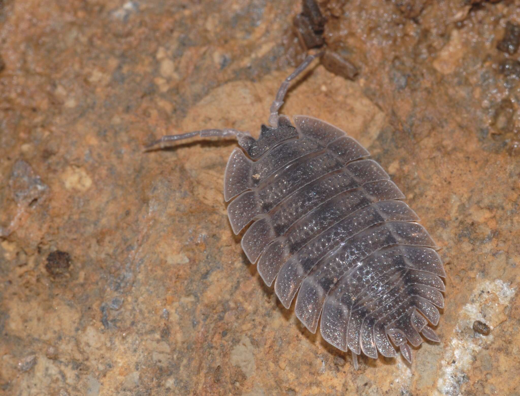 Image of Porcellio spatulatus Costa 1882