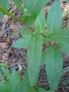 Image of Huachuca Mountain ragwort