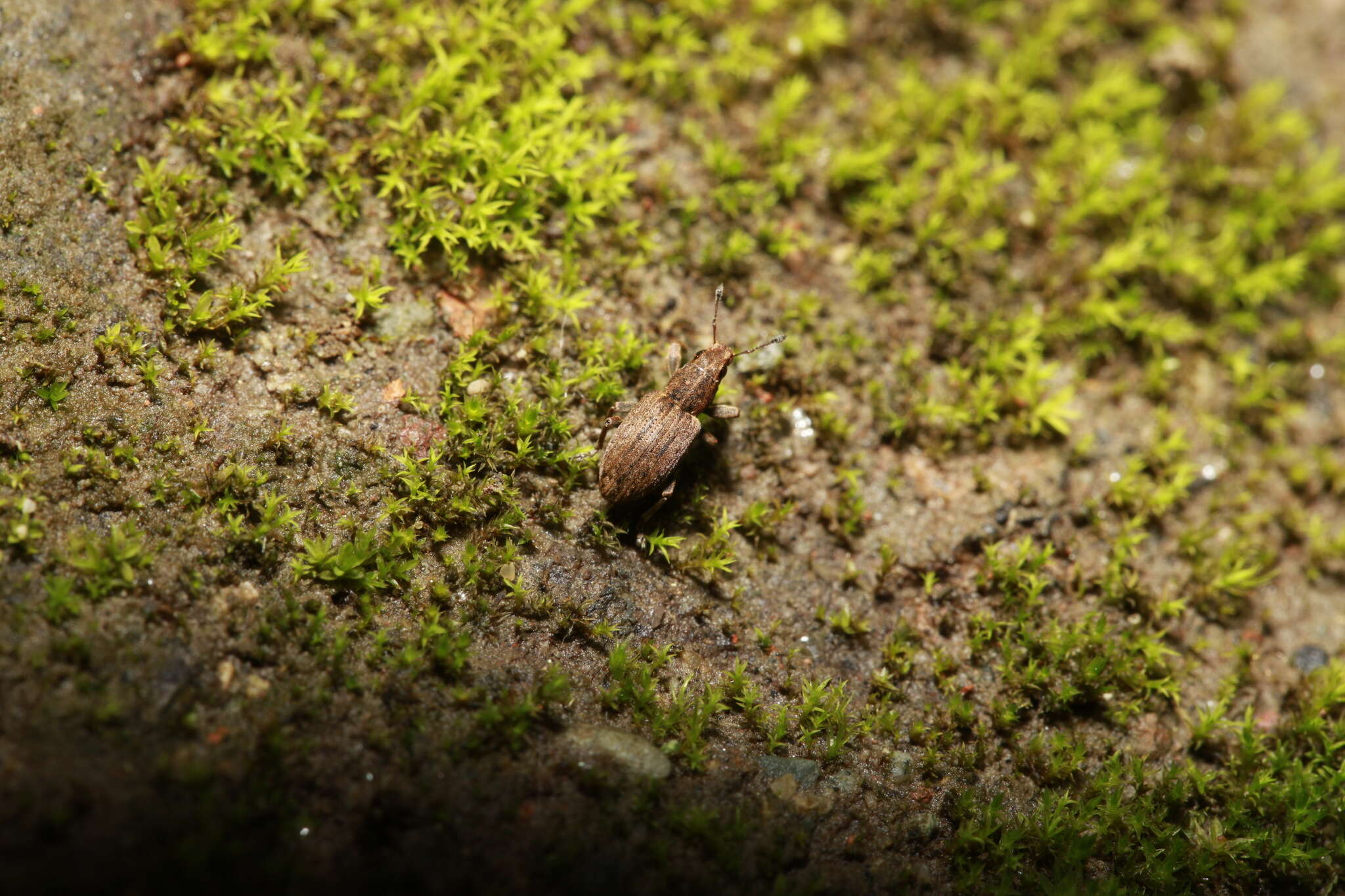 Image of Clover Root Weevil