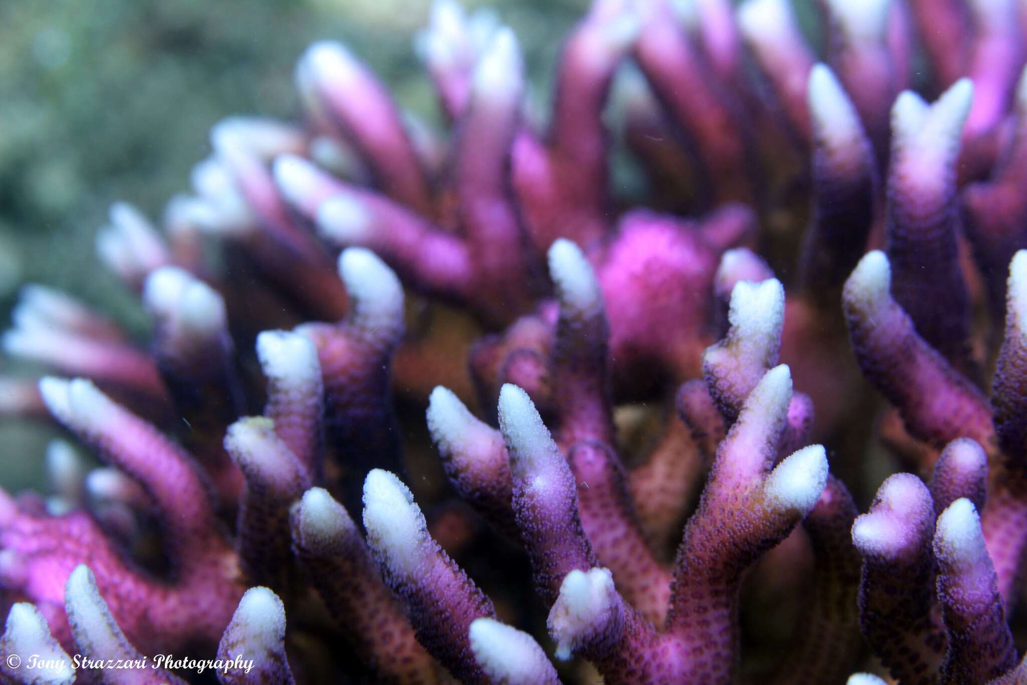 Image of bush coral