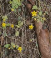 Image of Sedum clausenii E. Perez-Calix