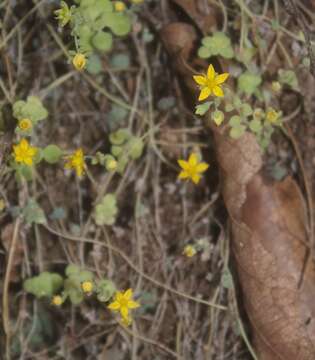 Image of Sedum clausenii E. Perez-Calix