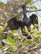 Image of Indian Cormorant