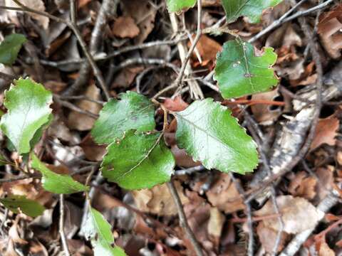 Image of Nothofagus truncata (Colenso) Cockayne