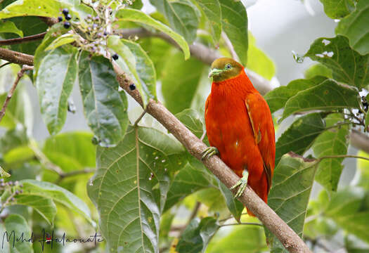 Image of Orange Dove