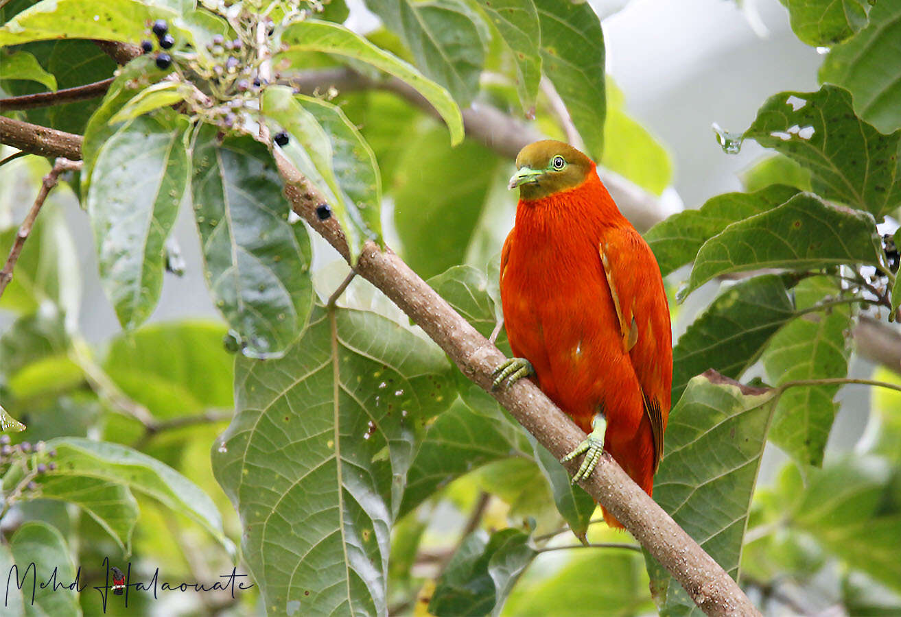 Image of Orange Dove