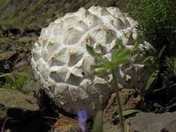 Image of Western giant puffball