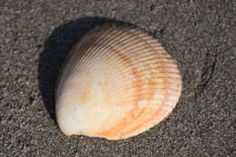 Image of oblong cockle