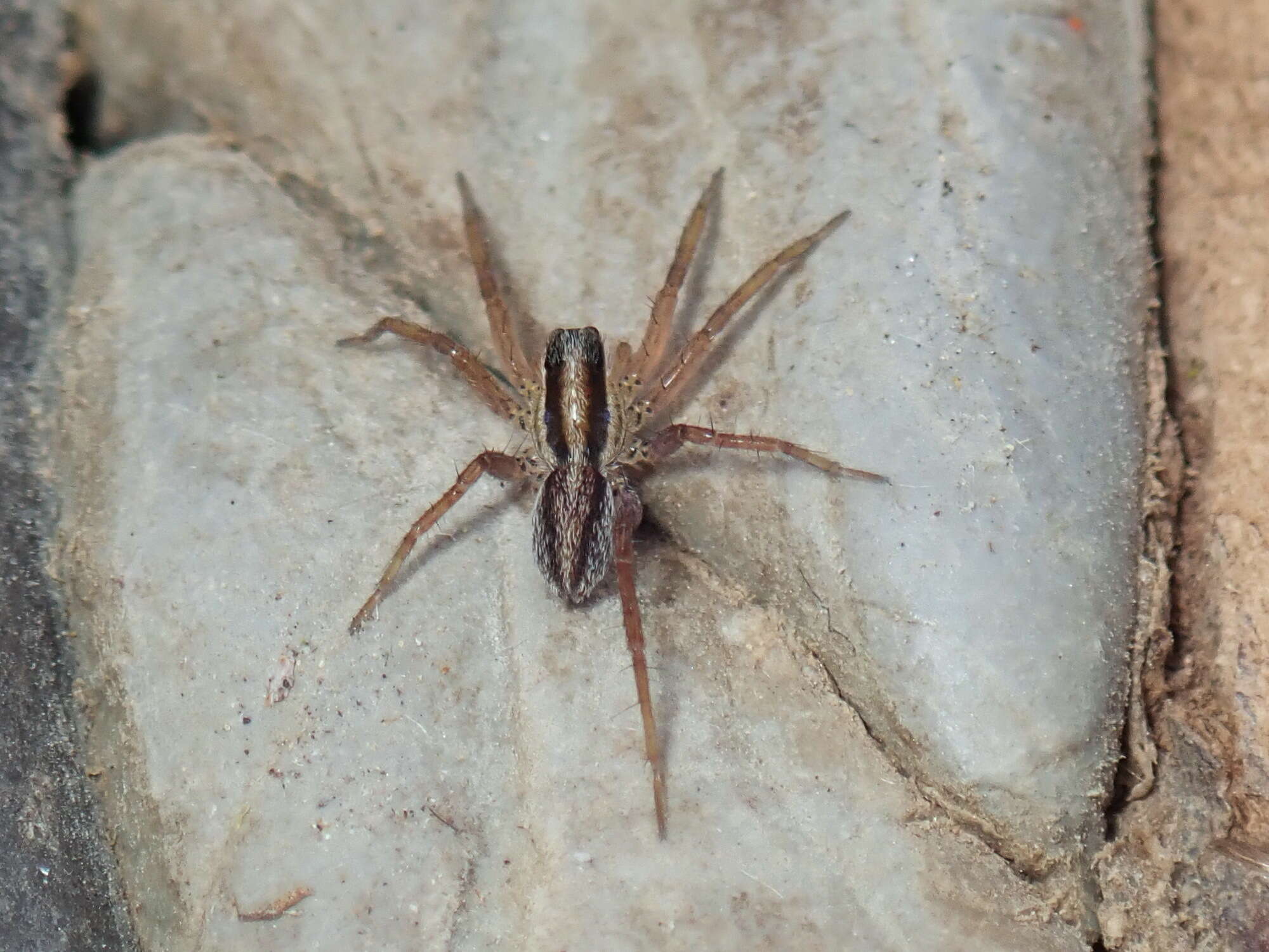 Image of Pardosa distincta (Blackwall 1846)