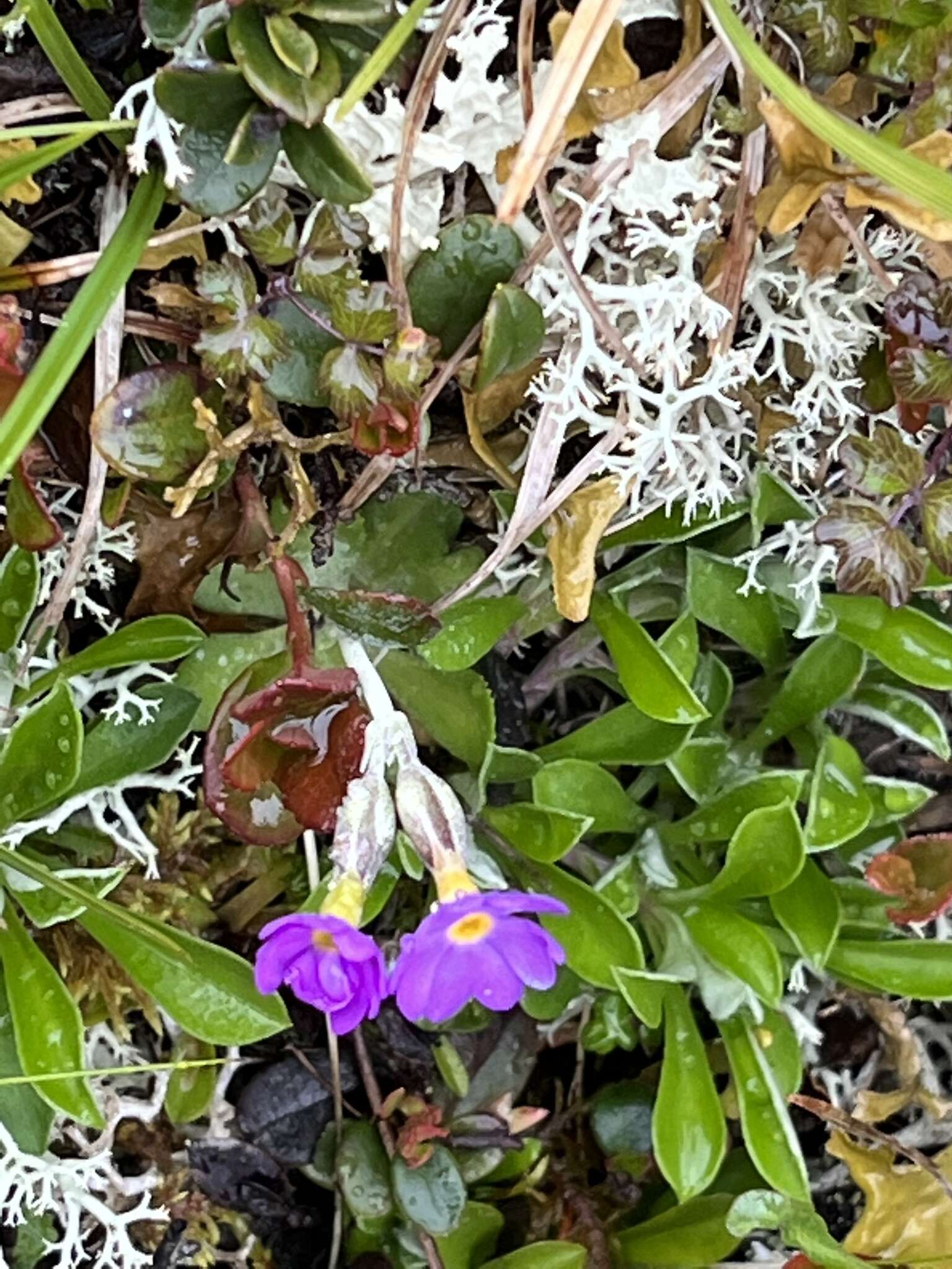 Plancia ëd Primula scandinavica Brunn.