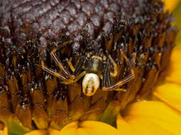 Image of Flower Crab Spiders