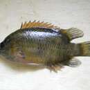 Image of Wayanad leaffish