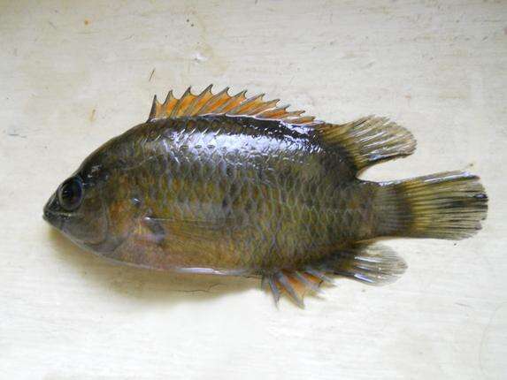 Image of Wayanad leaffish