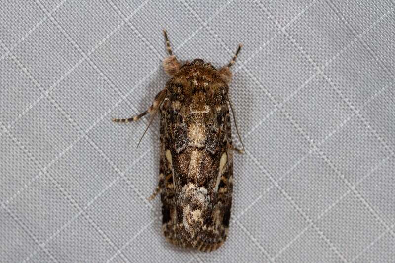 Image of Spodoptera umbraculata Walker 1858