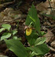 Imagem de Cypripedium parviflorum var. parviflorum