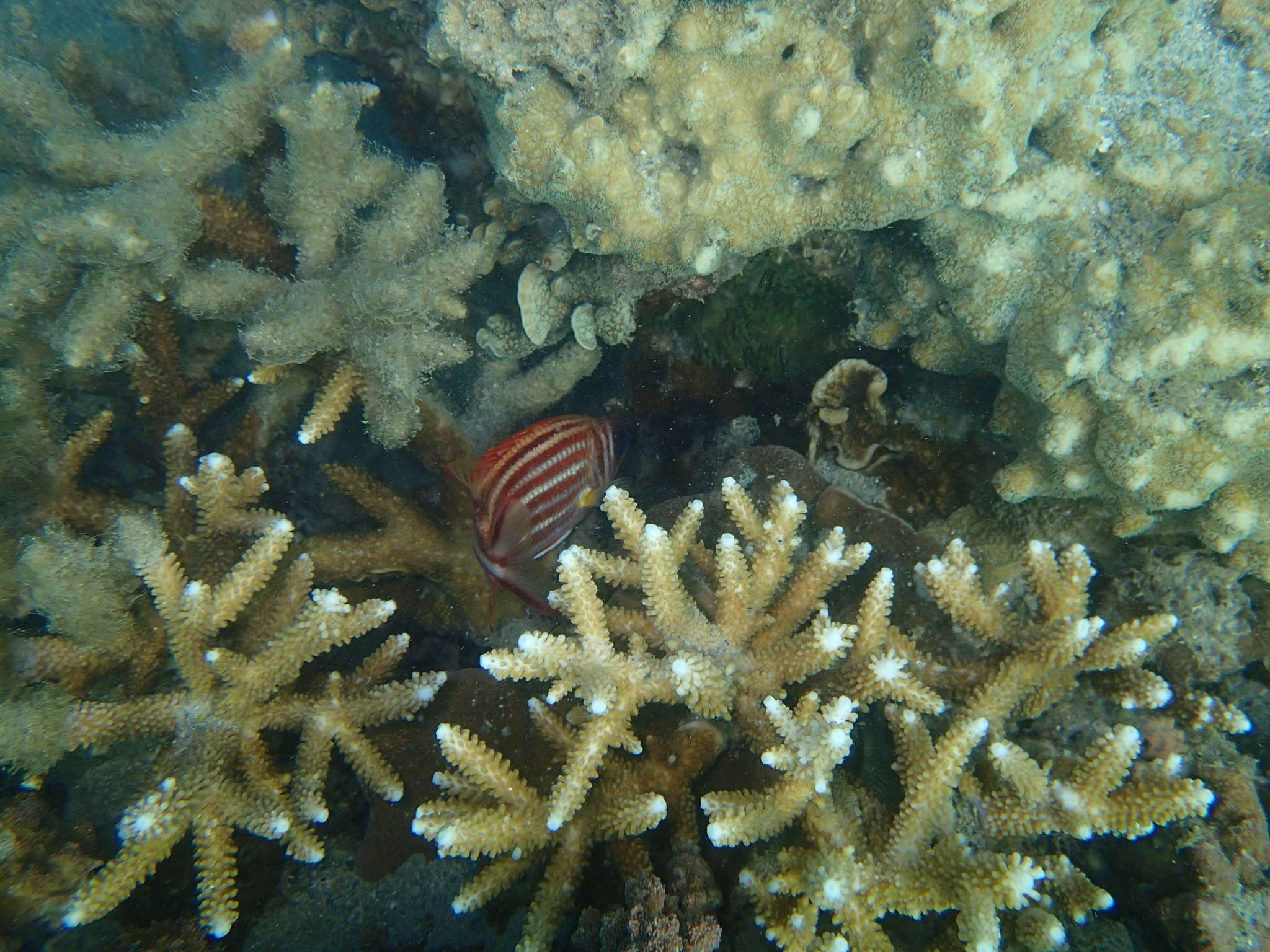 Image of Red Striped Squirrelfish