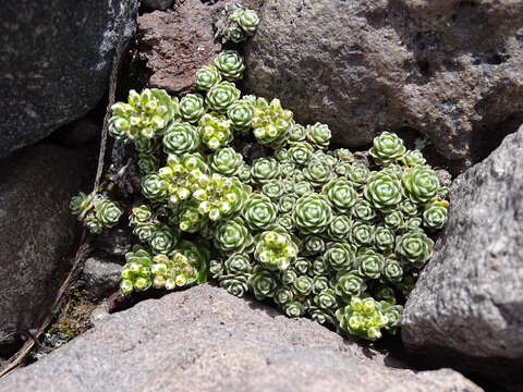 Imagem de Draba obovata Benth.