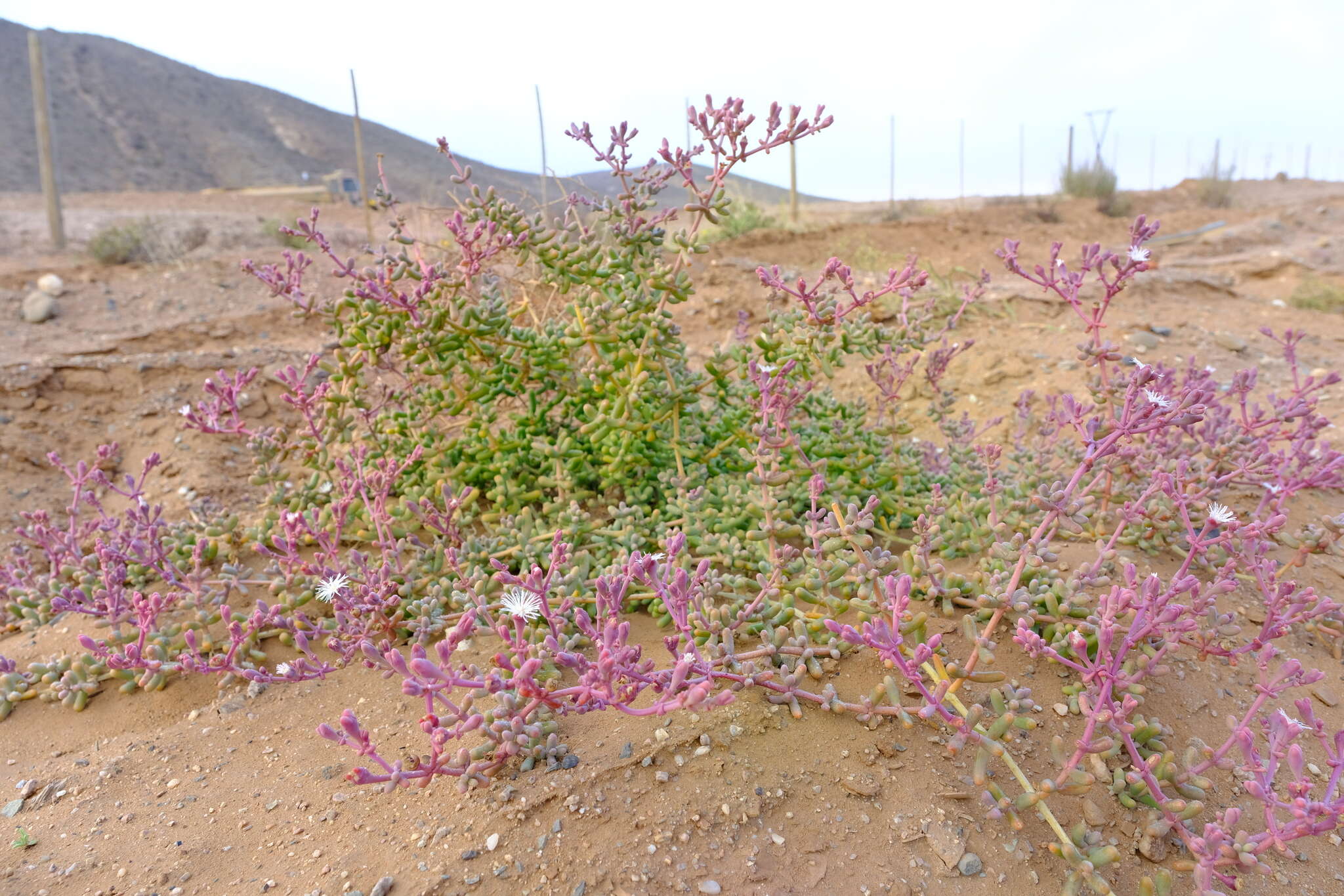 Image of Mesembryanthemum tetragonum Thunb.