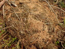 Image of pinkstink dung moss