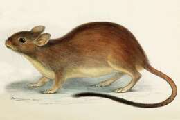 Image of Rabbit rat