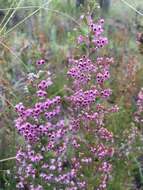 Image of hairy grey heather