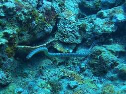 Image of Black-banded sea krait